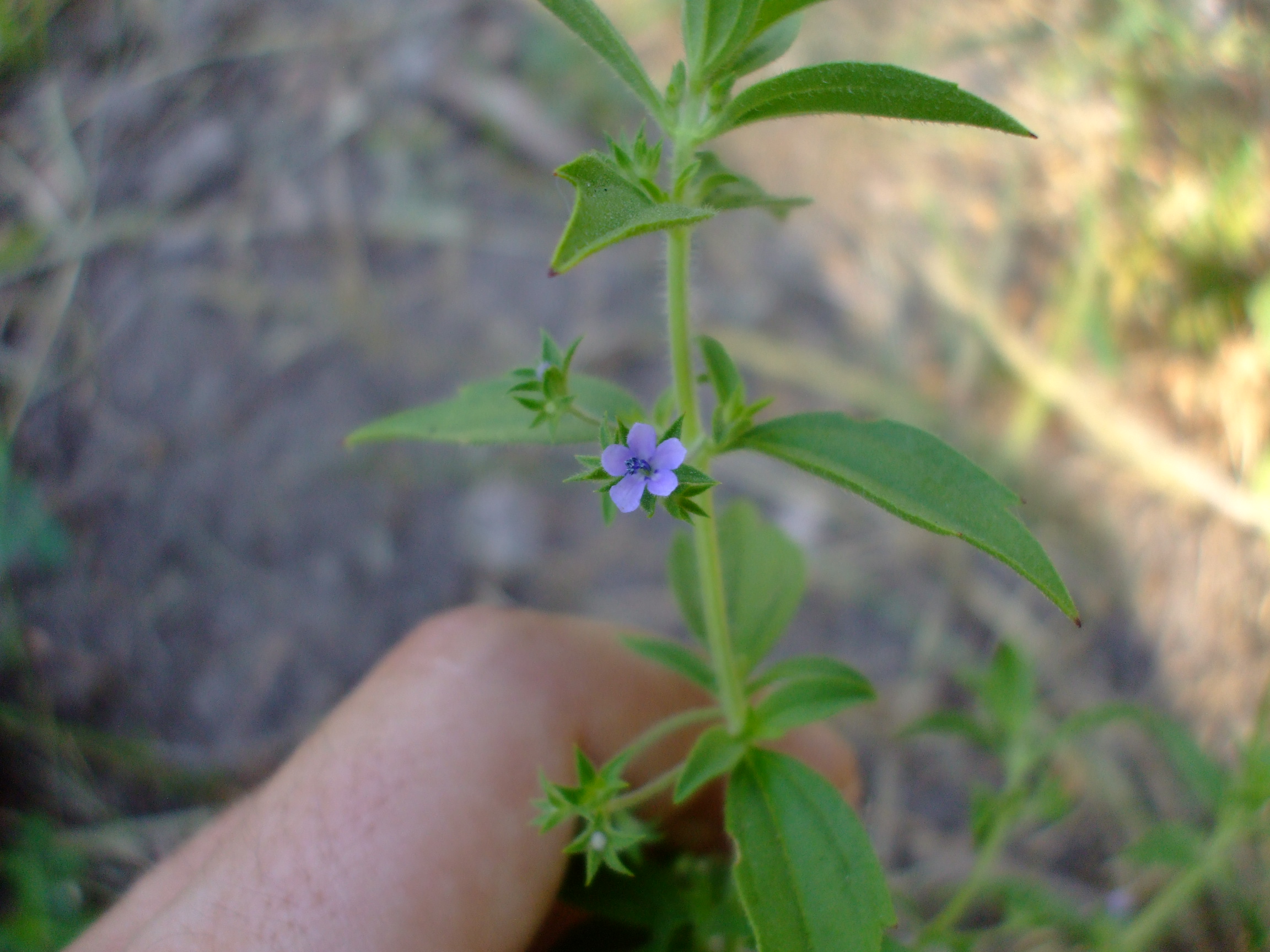 Trichostema brachiatum